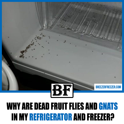 Why are dead fruit flies and gnats in my refrigerator and freezer?