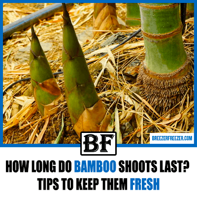 How long do bamboo shoots last? Tips to keep them fresh