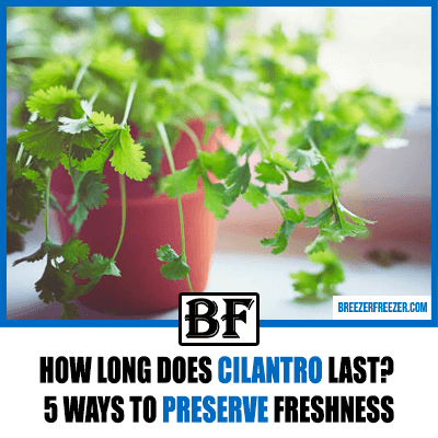 How long does Cilantro last? 5 ways to preserve freshness